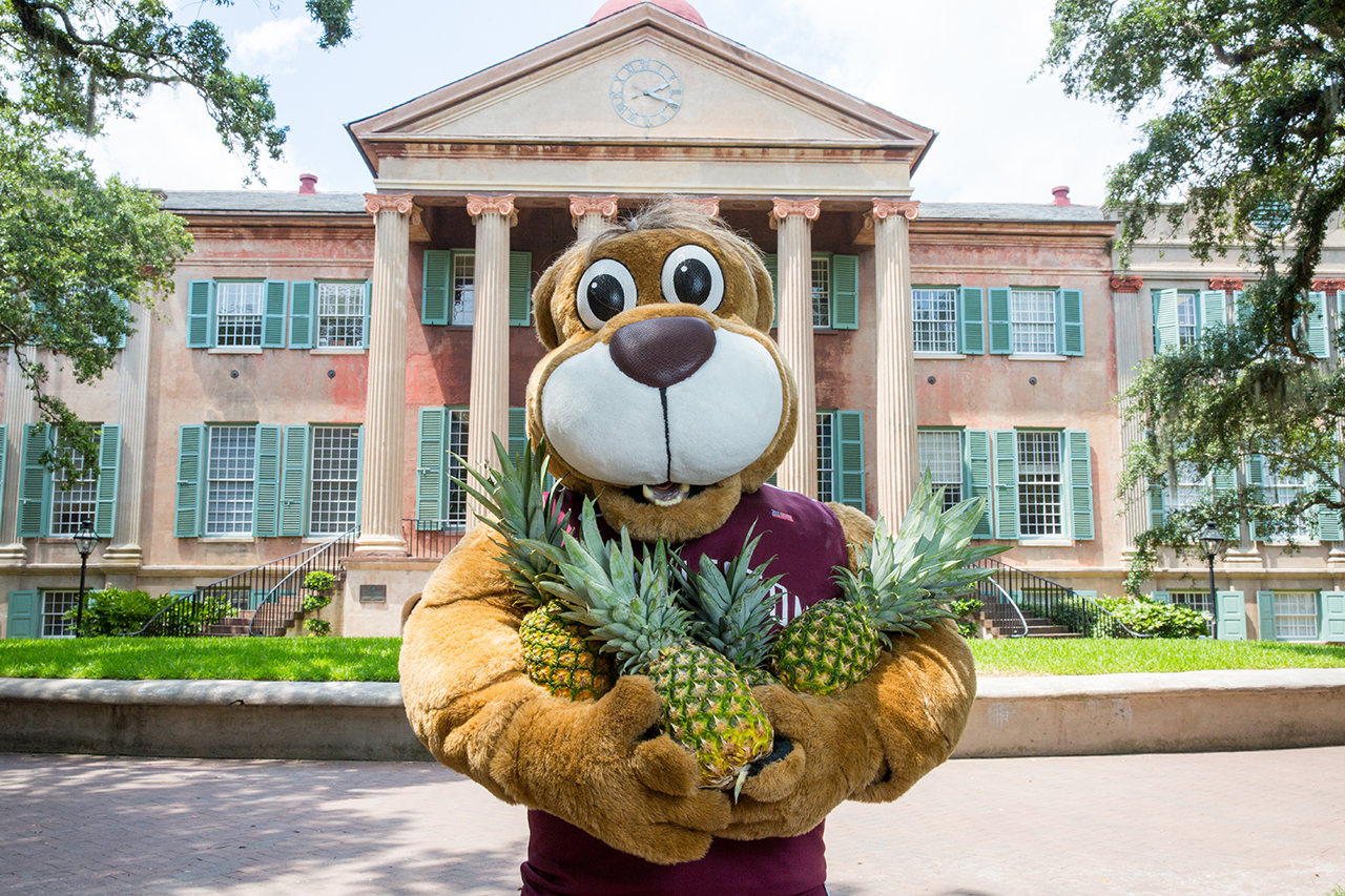 Clyde the Cougar Welcomes to CofC with Pineapples