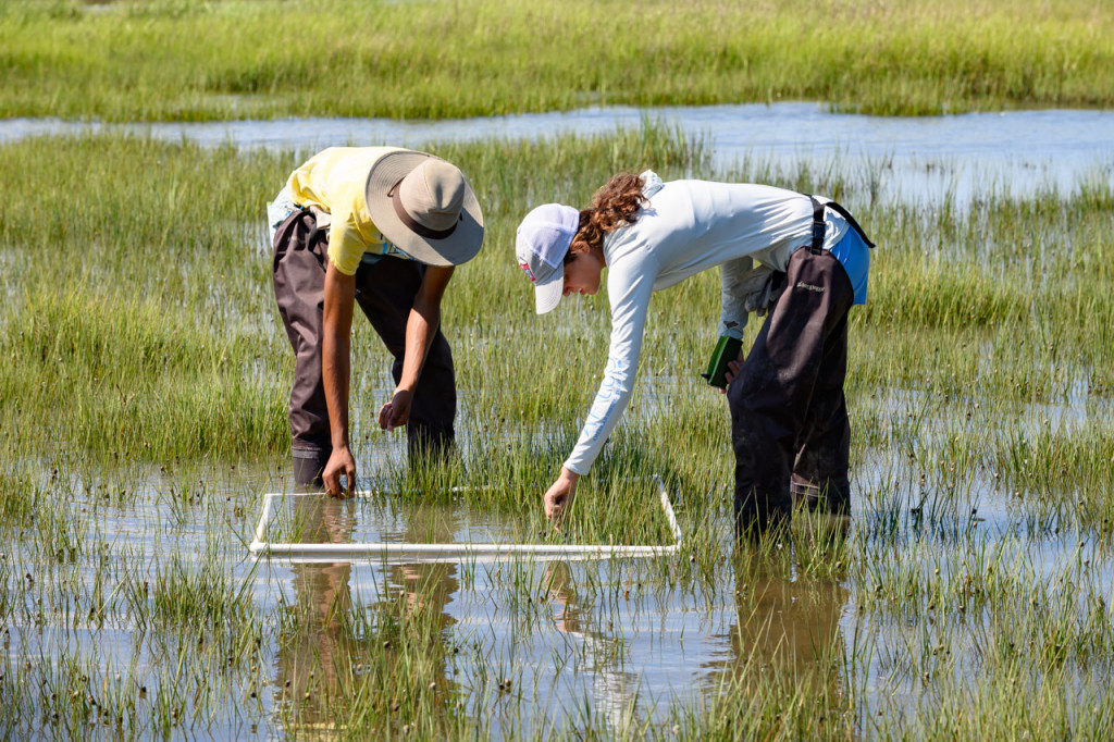 Honors College Summer Institute's pre-college Saving Biodiversity in the Anthropocene with visiting Professor Chris Freeman