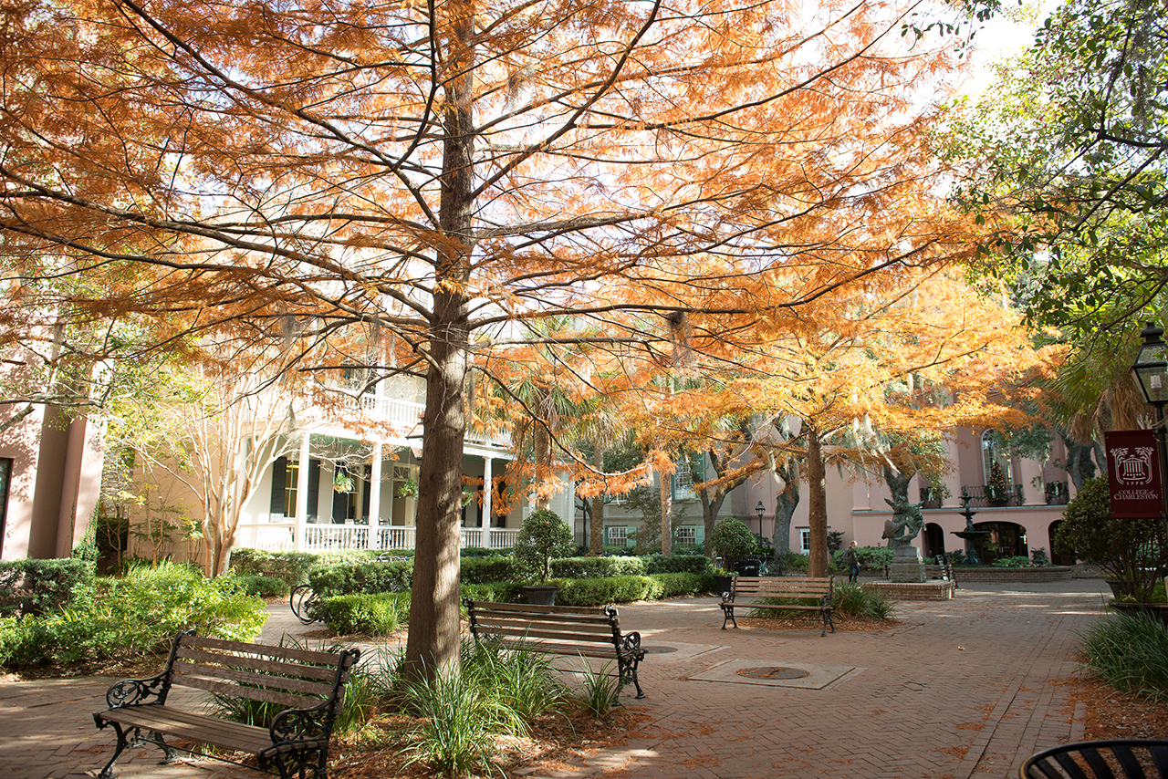 bald cypress in fall