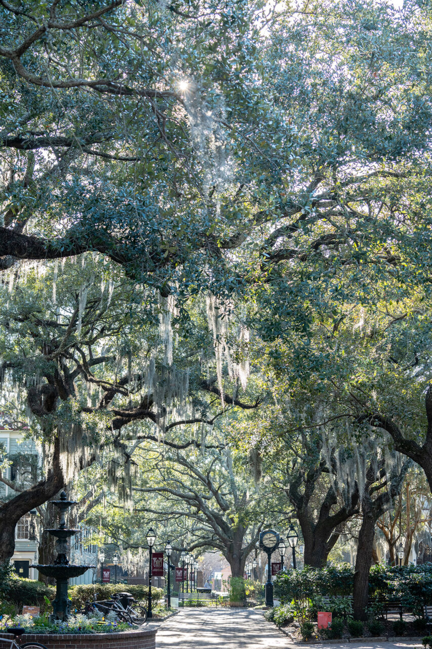 Oak trees with spanish moss line the greenway at the College of Charleston 