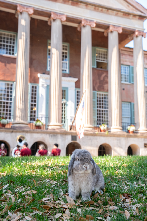 bunny in front of the cistern