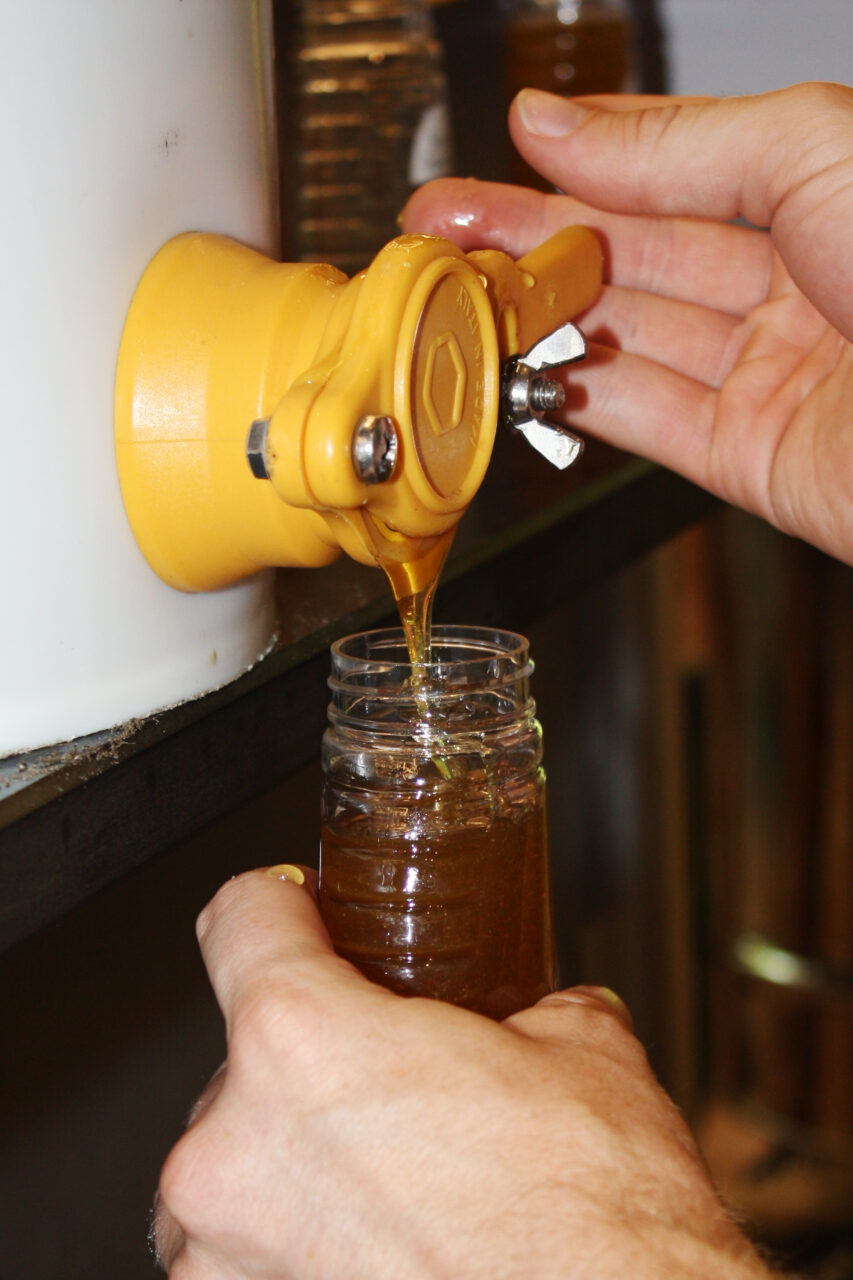 extracting honey at the Stone Preserve 