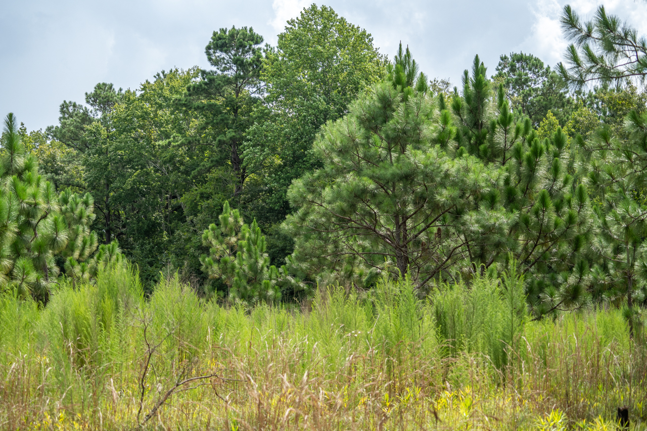 Pine forest at the Stono Preserve