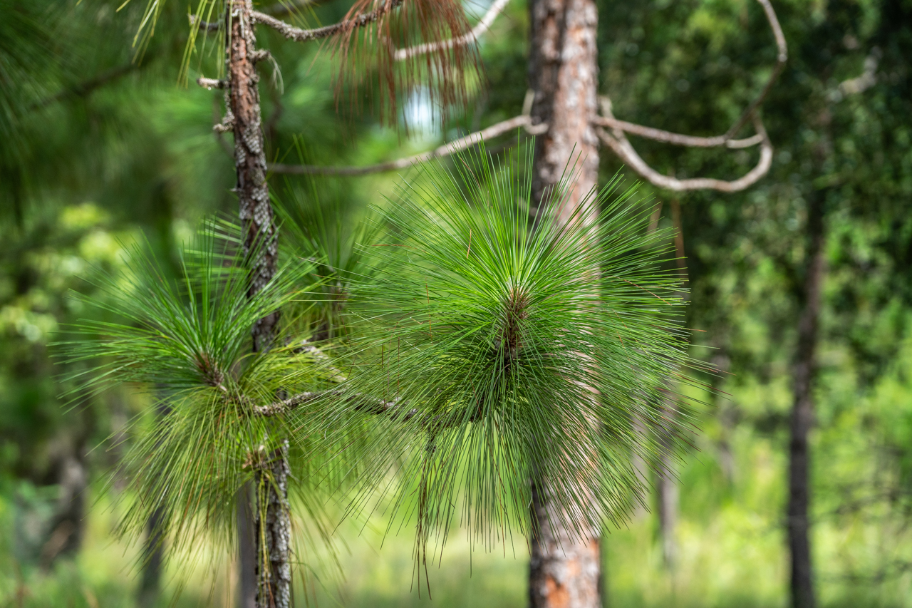 pine tree at Stono Preserve 