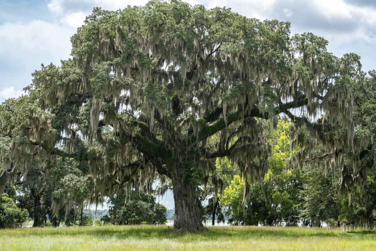 large live oak at the Stono Preserve 