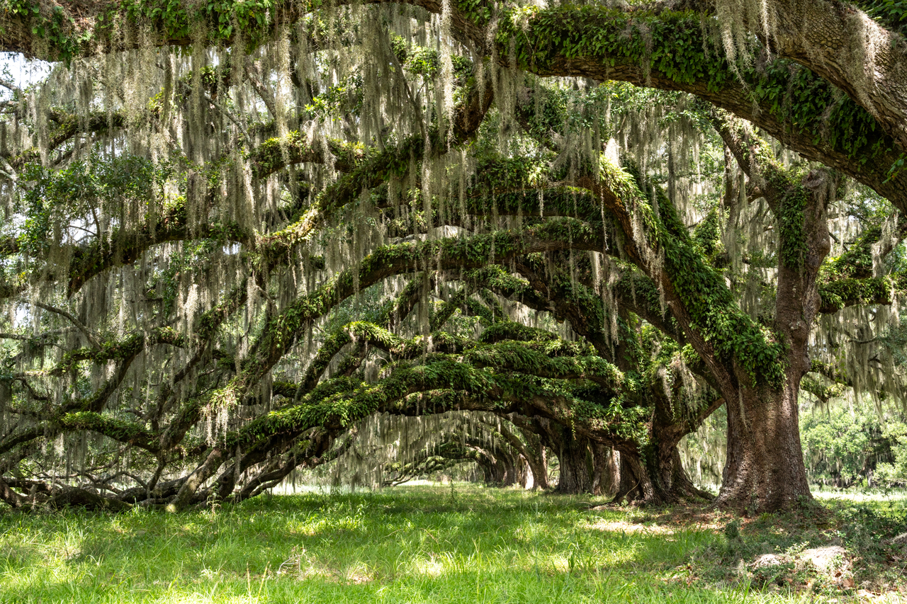 avenue of the oaks at the Stono Preserve