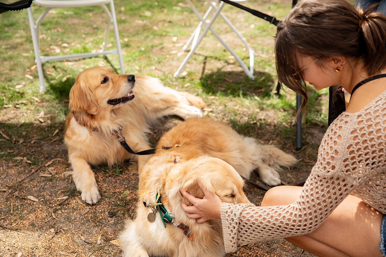 Two goldens are special guests at the Free Moms and Dads booth at the Involvement Fair.