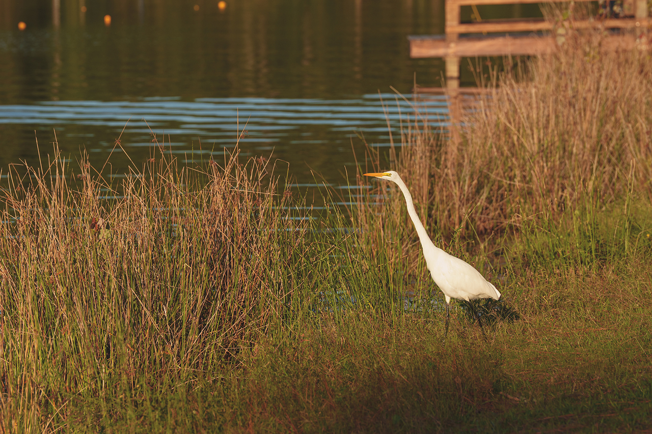 great egret near trophy lakes