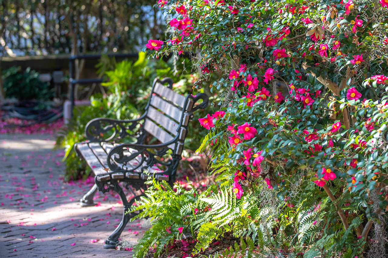 Camellias