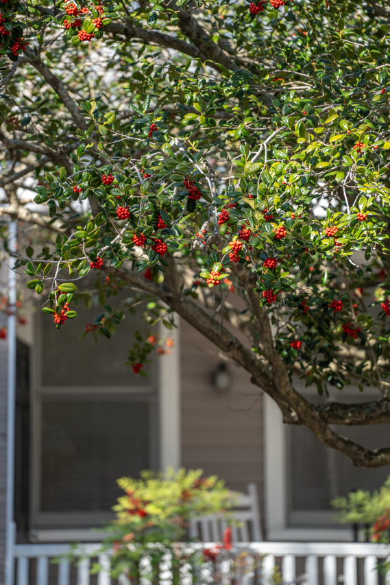 trees blooming on campus 