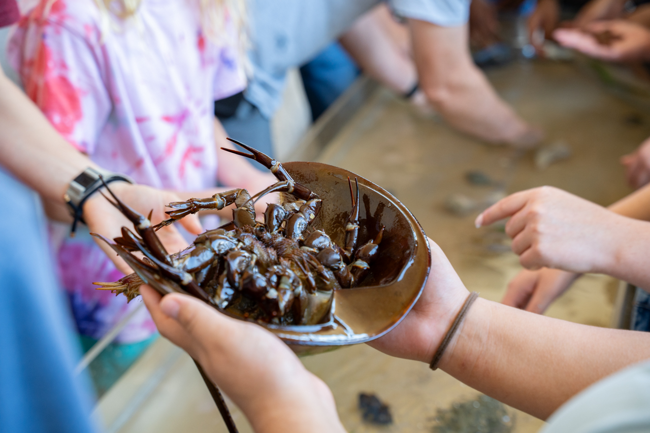 hands on touch tank
