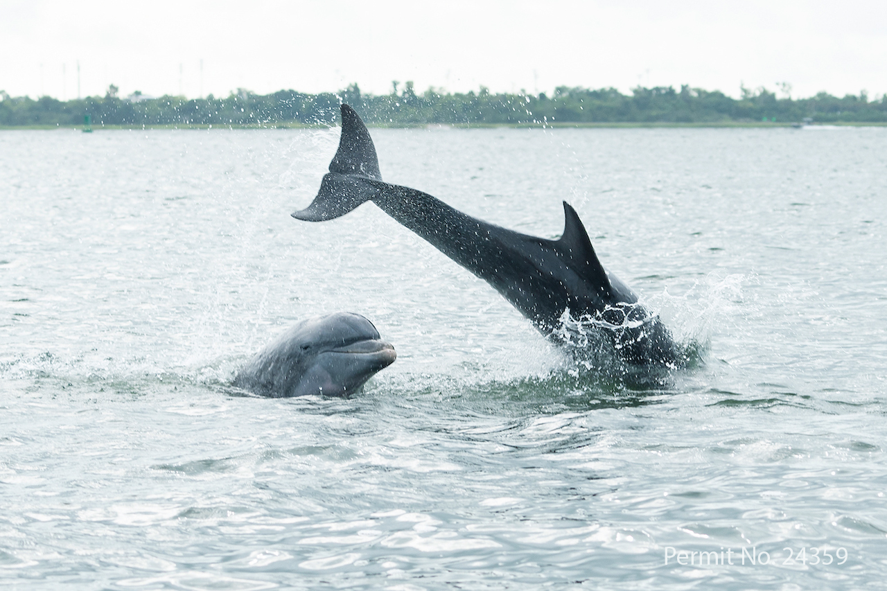 Leslie Hart, College Grad Students and the National Marine Mammal Foundation set out on the Charleston Harbor to research Dolphins. Permit No. 24359