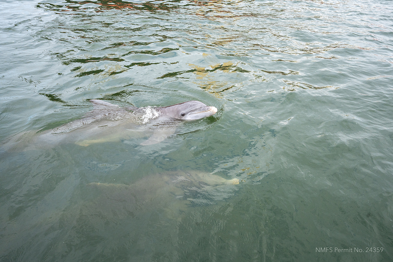 Leslie Hart, College Grad Students and the National Marine Mammal Foundation set out on the Charleston Harbor to research Dolphins. Permit No. 24359