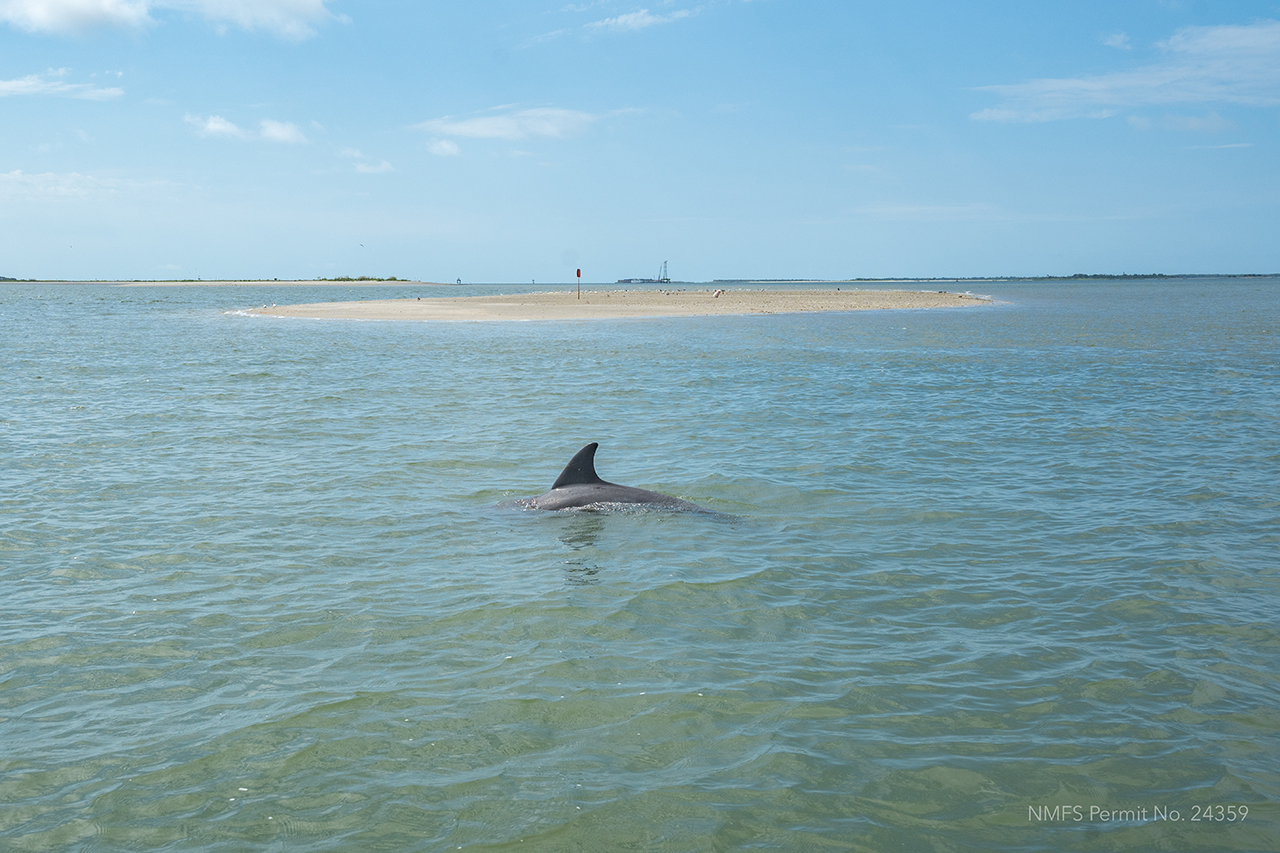 Leslie Hart, College Grad Students and the National Marine Mammal Foundation set out on the Charleston Harbor to research Dolphins. Permit No. 24359