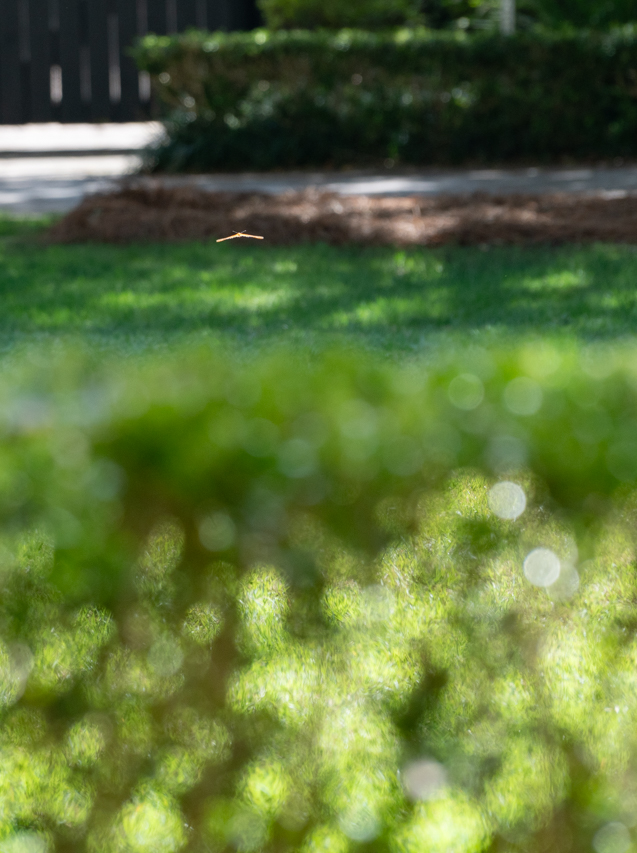 butterfly on campus