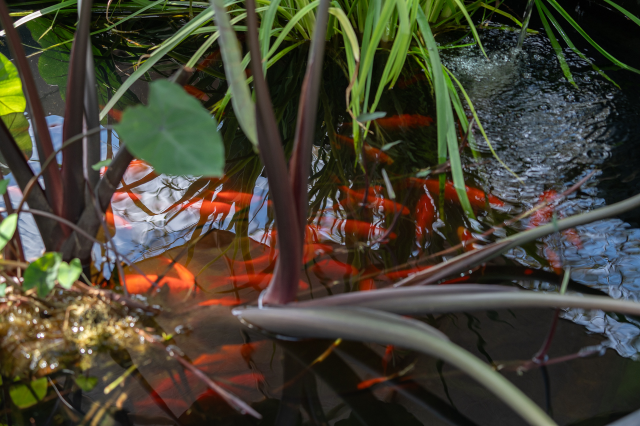 fish in the pond on campus