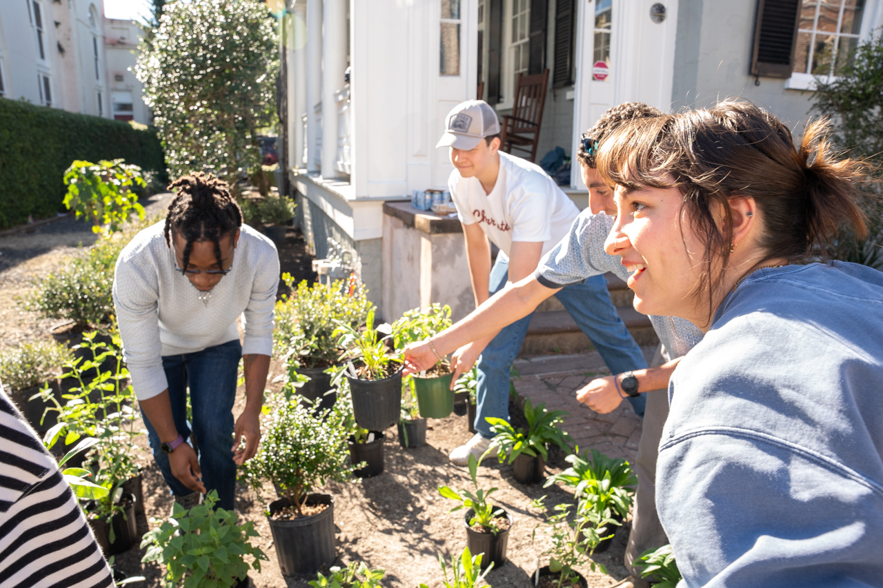 Students and Professors come together to plant native plants in an urban garden on Glebe Street