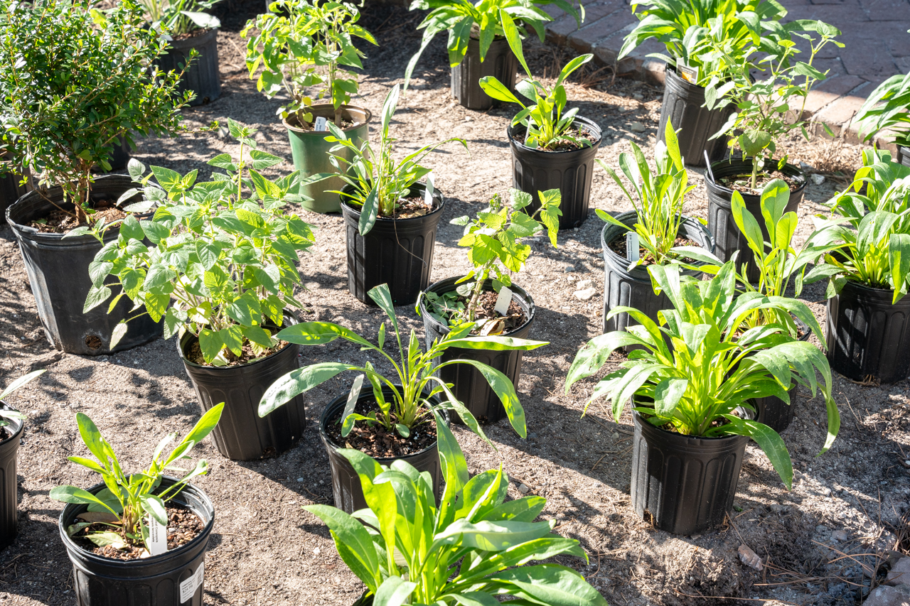 Students and Professors come together to plant native plants in an urban garden on Glebe Street