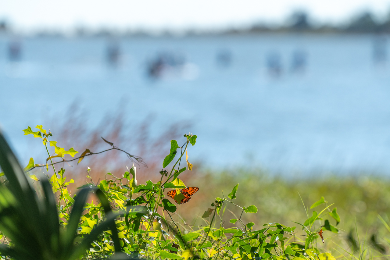 College of Charleston's Paddleboard Class in Charleston Harbor