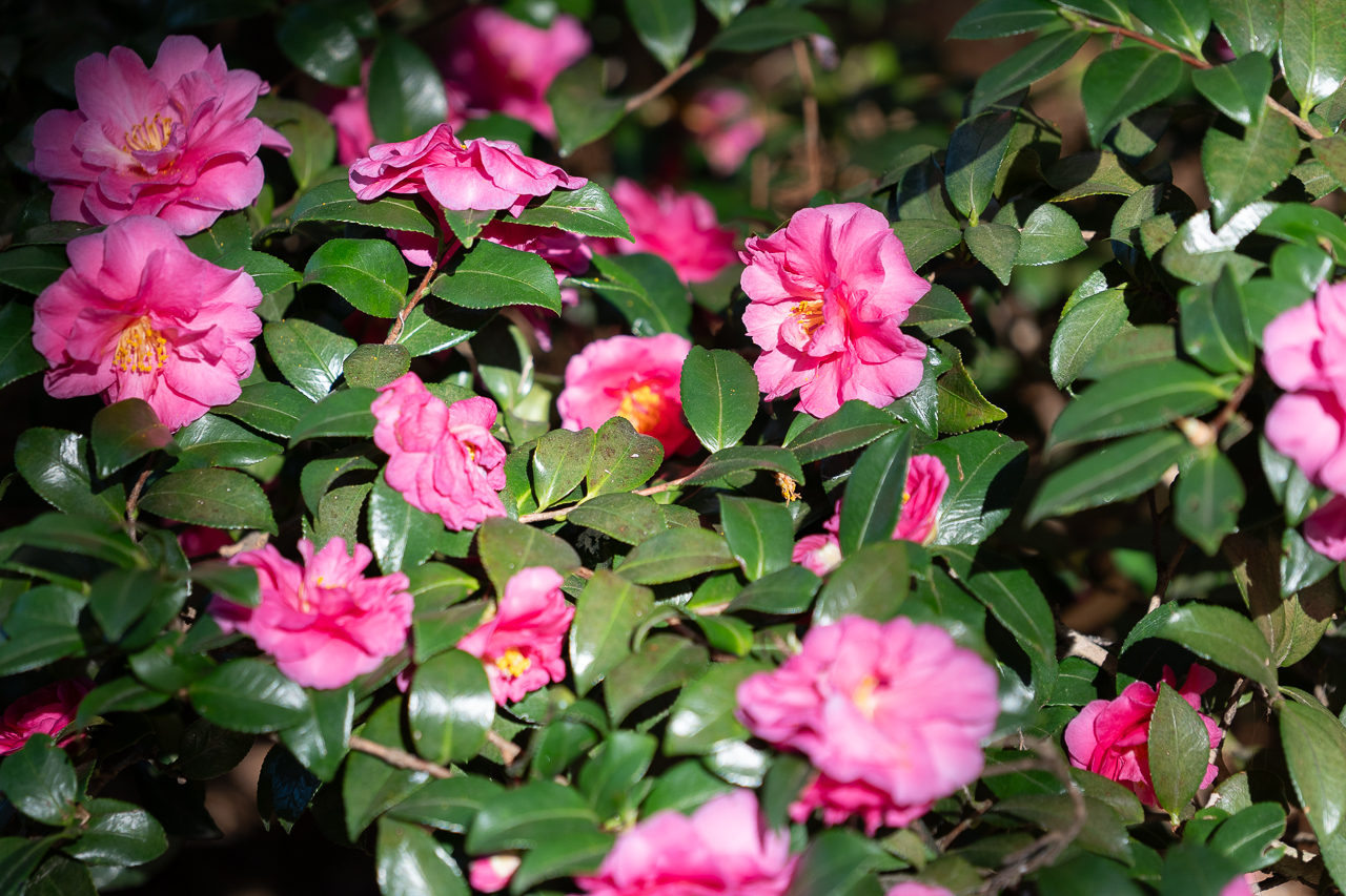 Camilas in bloom in fall