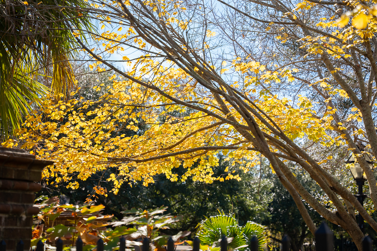 fall leaves on campus