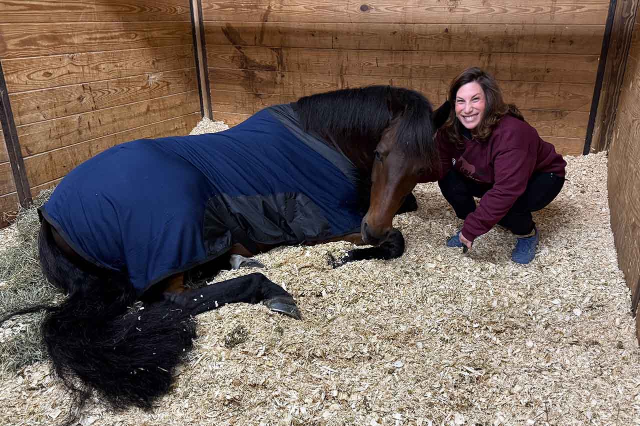 horse lying in wood chips with woman