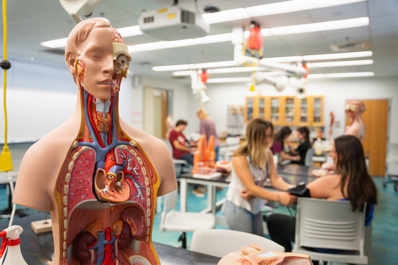 mannequin with health sciences students