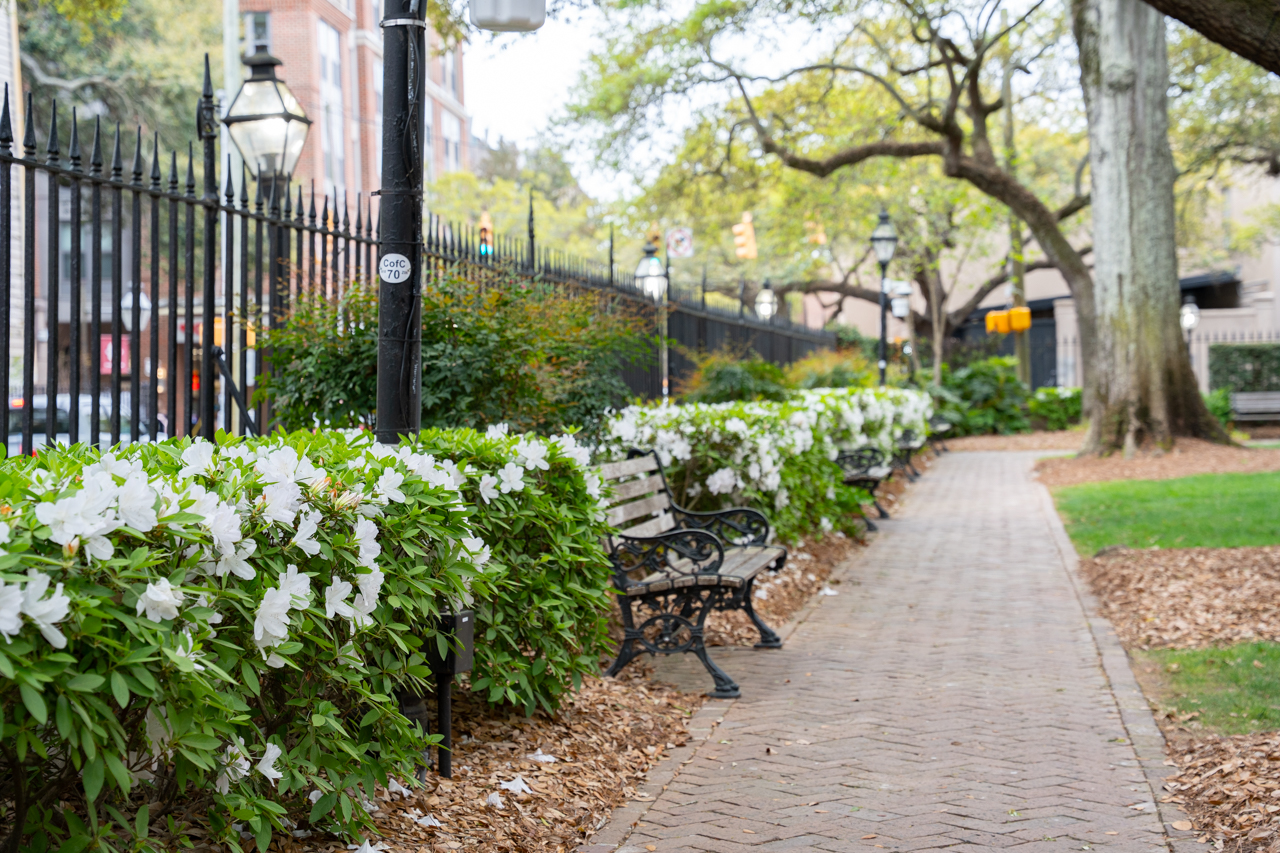 Azaleas in Bloom in the Cistern