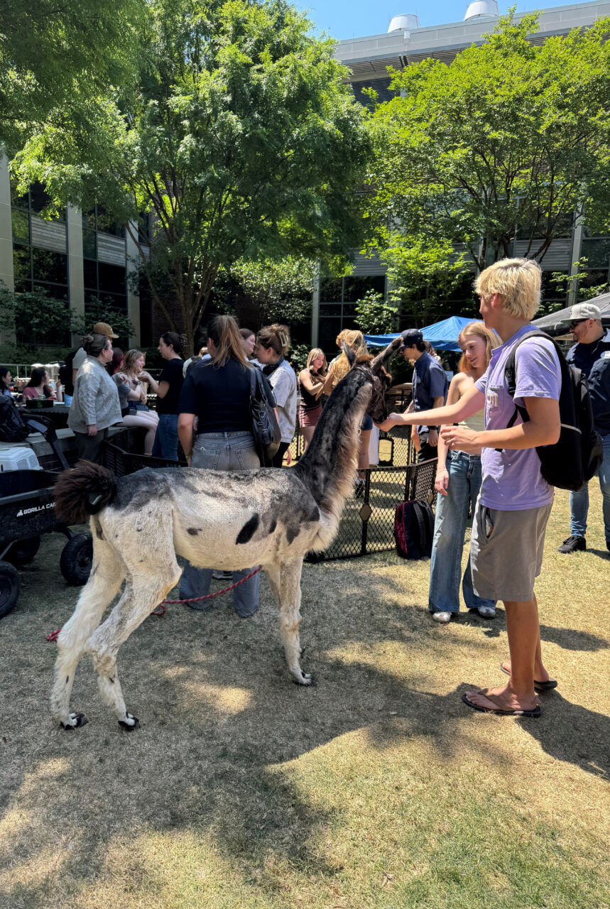 students pet alpaca