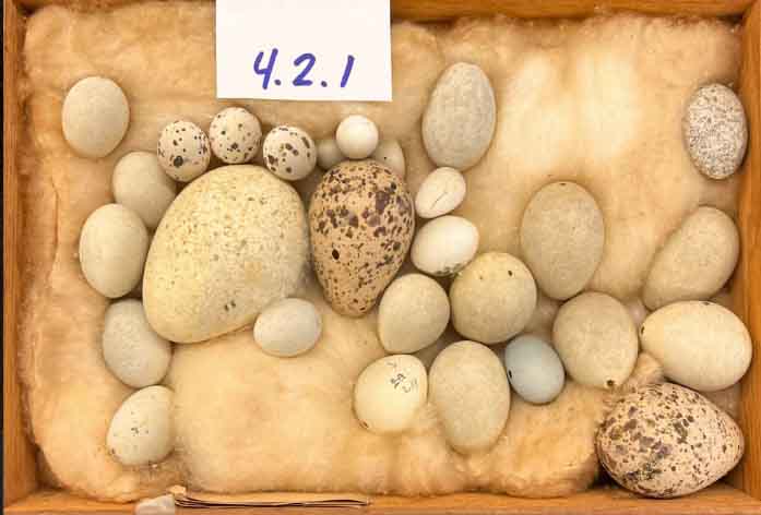 bird eggs
