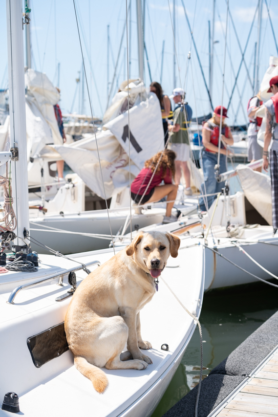 dog looks at camera on sailboat