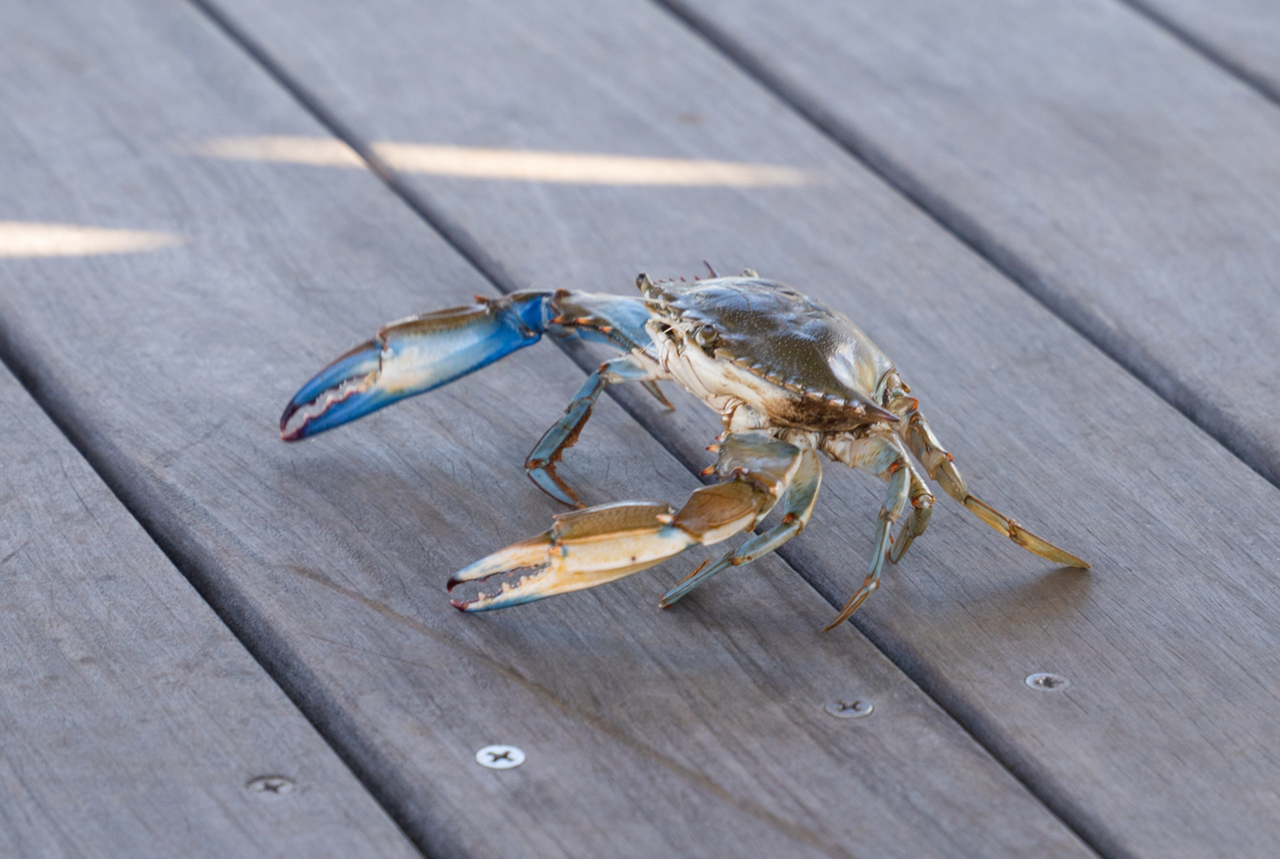 A blue crab crawls across a dark wooden deck with sunlight casting shadows.