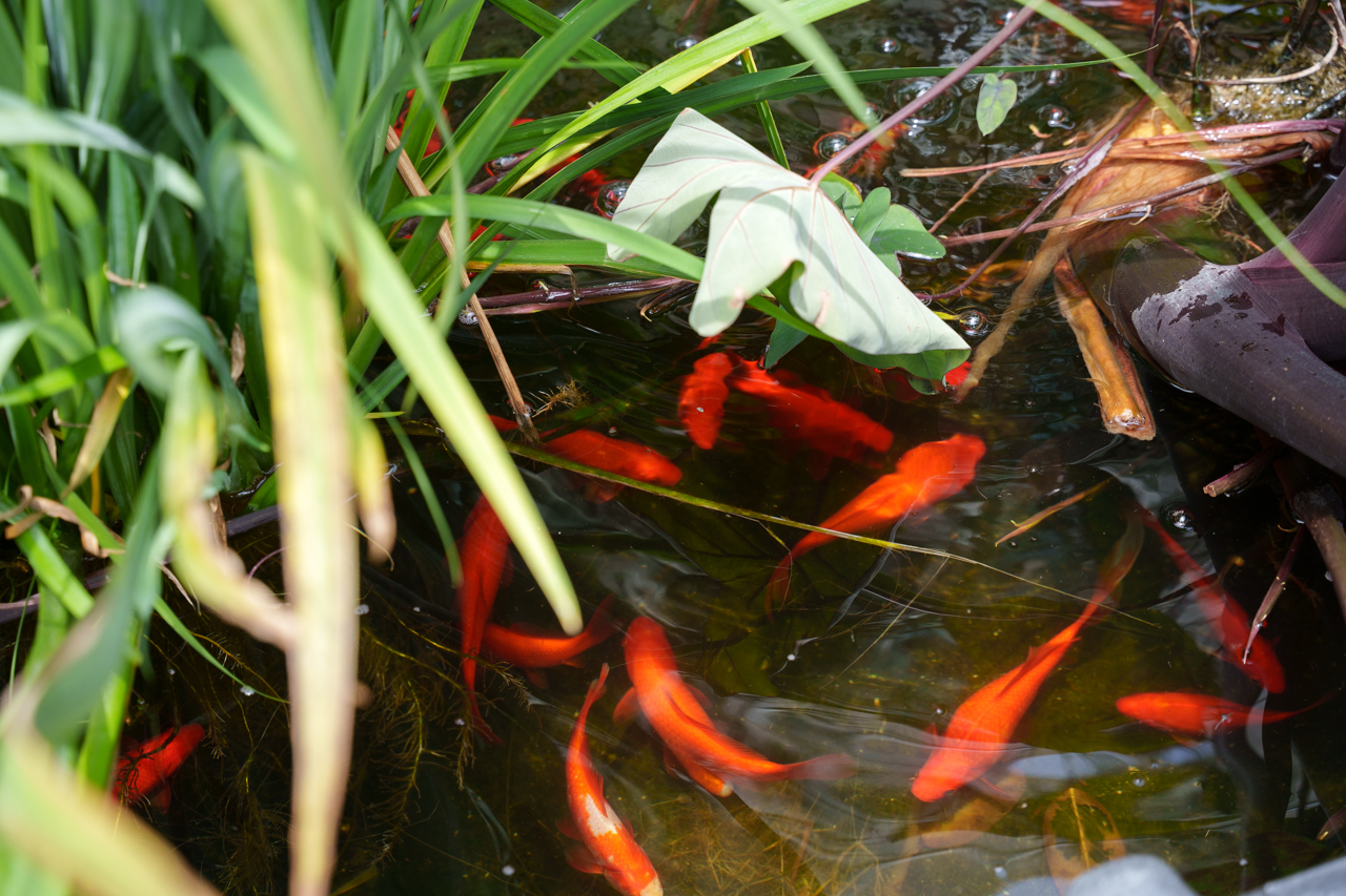 fish in tank