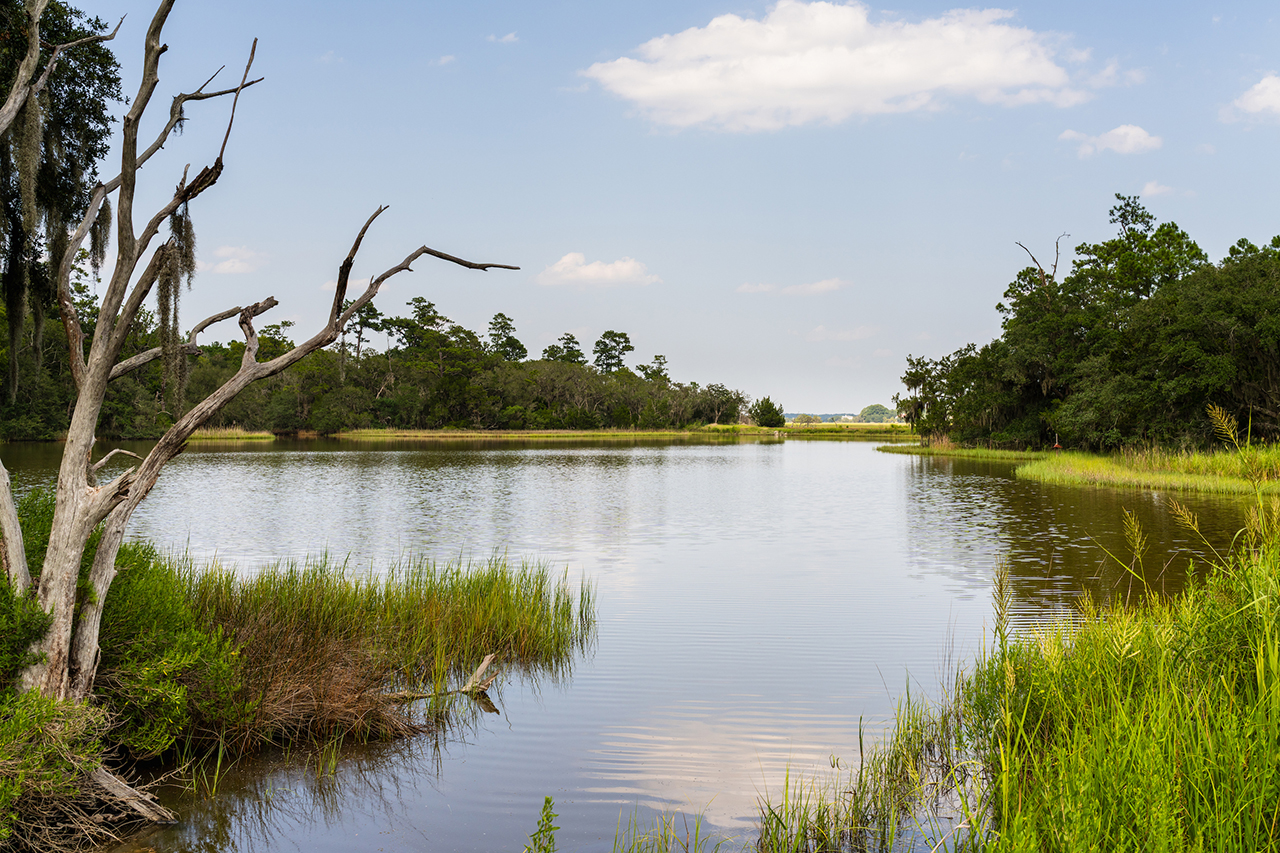 A serene swamp scene with calm water, lush green vegetation, and a prominent bare tree with Spanish moss.