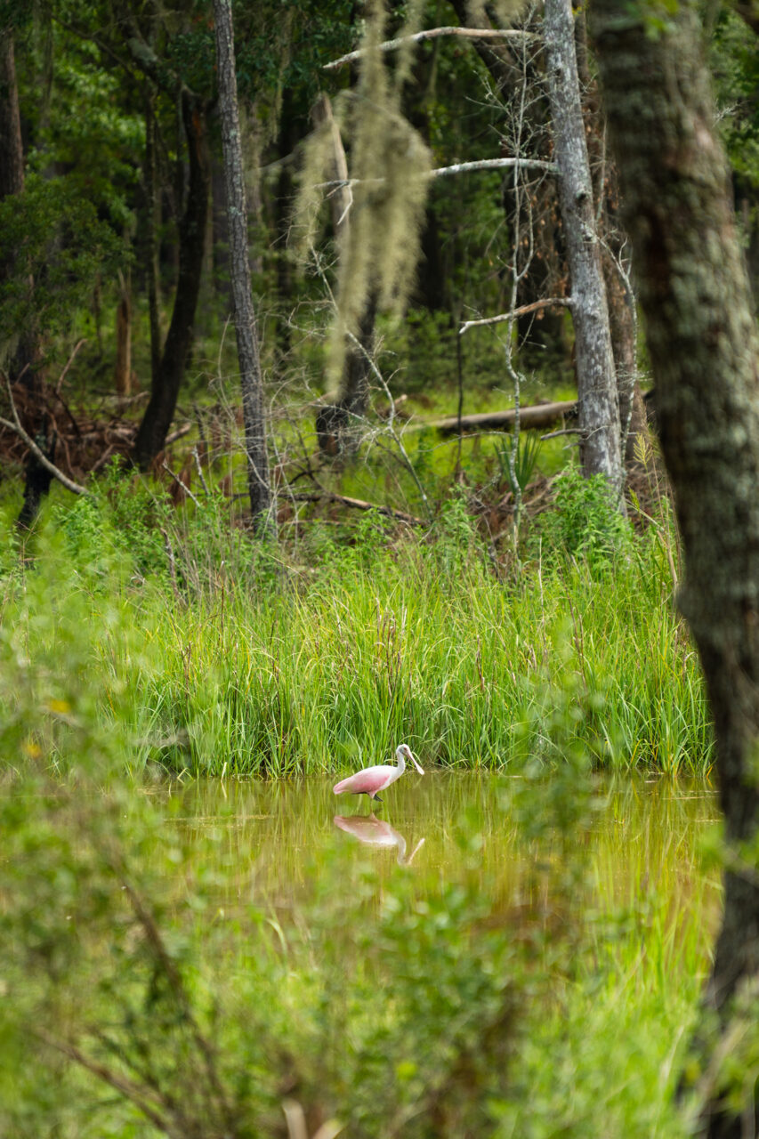 A pink wading bird stands in shallow water surrounded by lush green grass and trees in a swampy forest.
