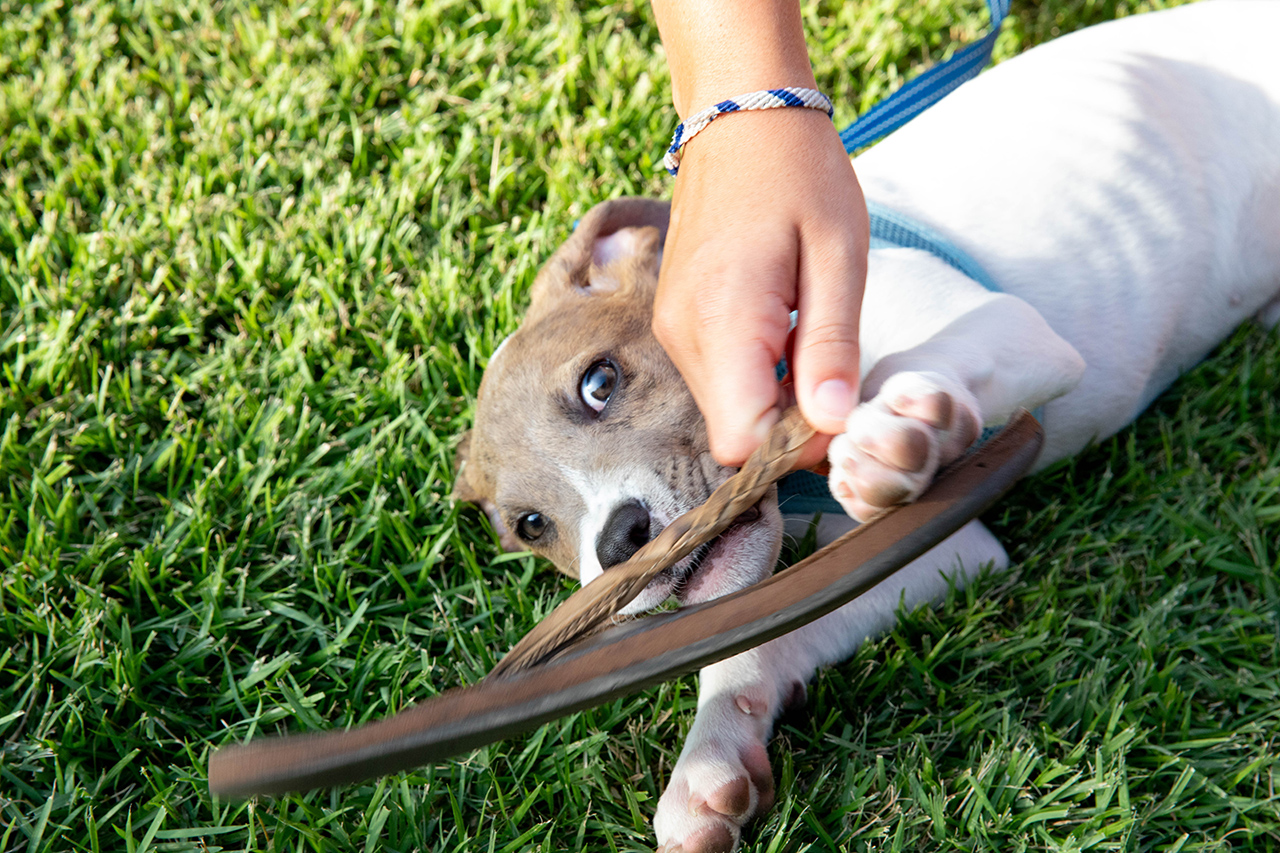 A puppy lies on grass, chewing on a stick while a hand gently holds its paw.