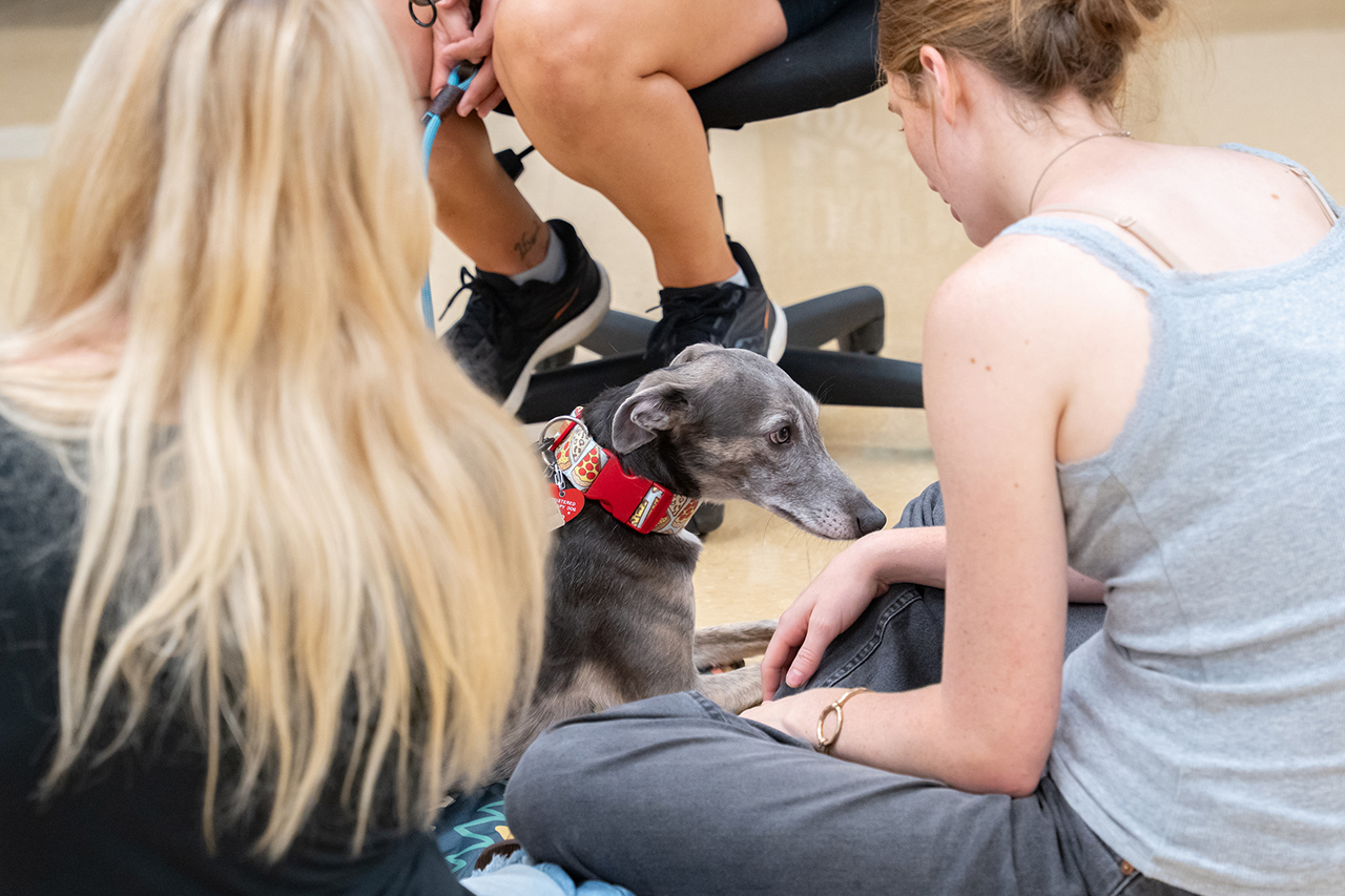 A greyhound with a red collar sits calmly between two people seated on the floor, appearing relaxed and attentive.
