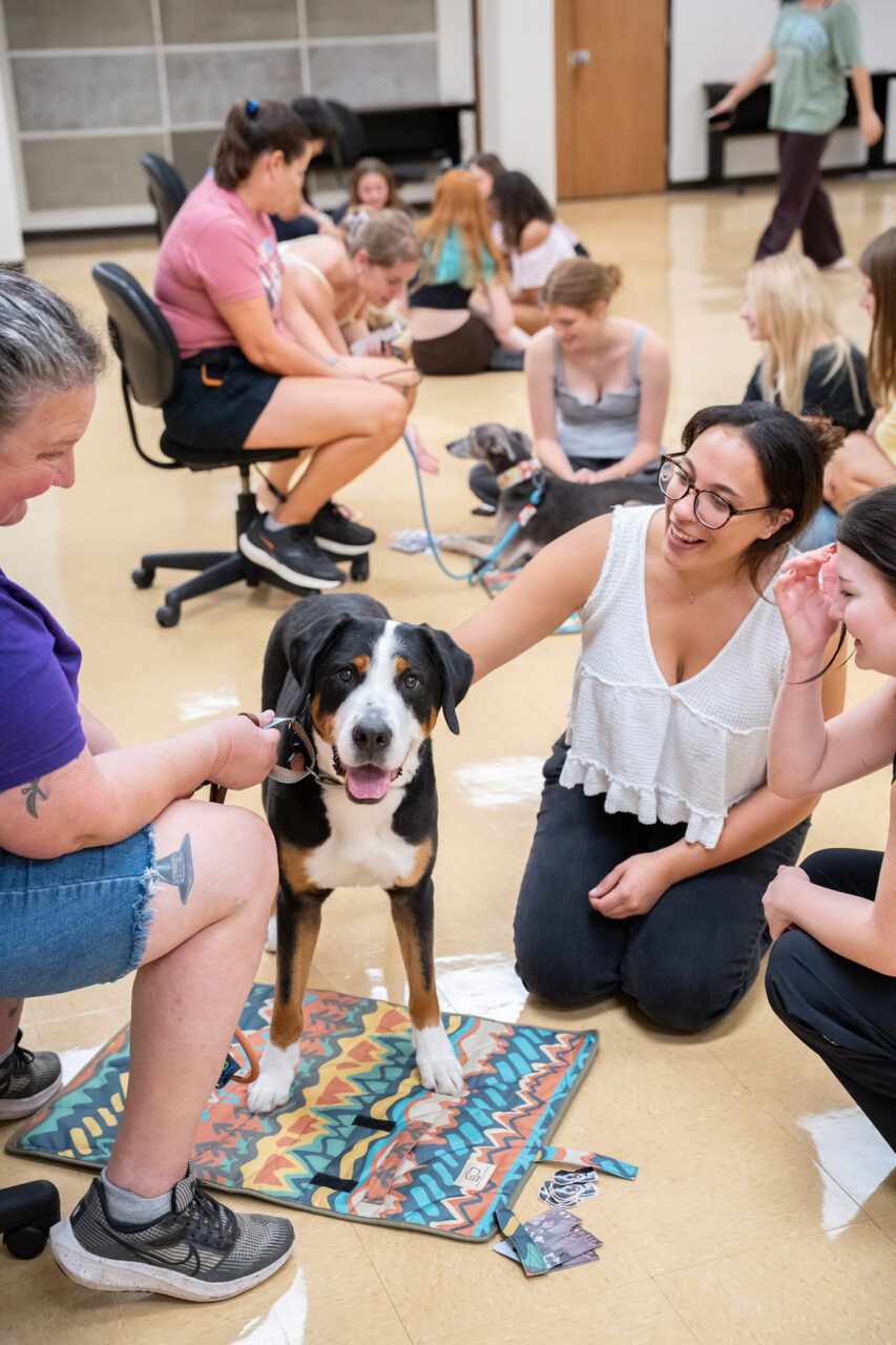 A group of people gather around a large dog on a colorful mat, with one person gently petting it while others watch attentively.