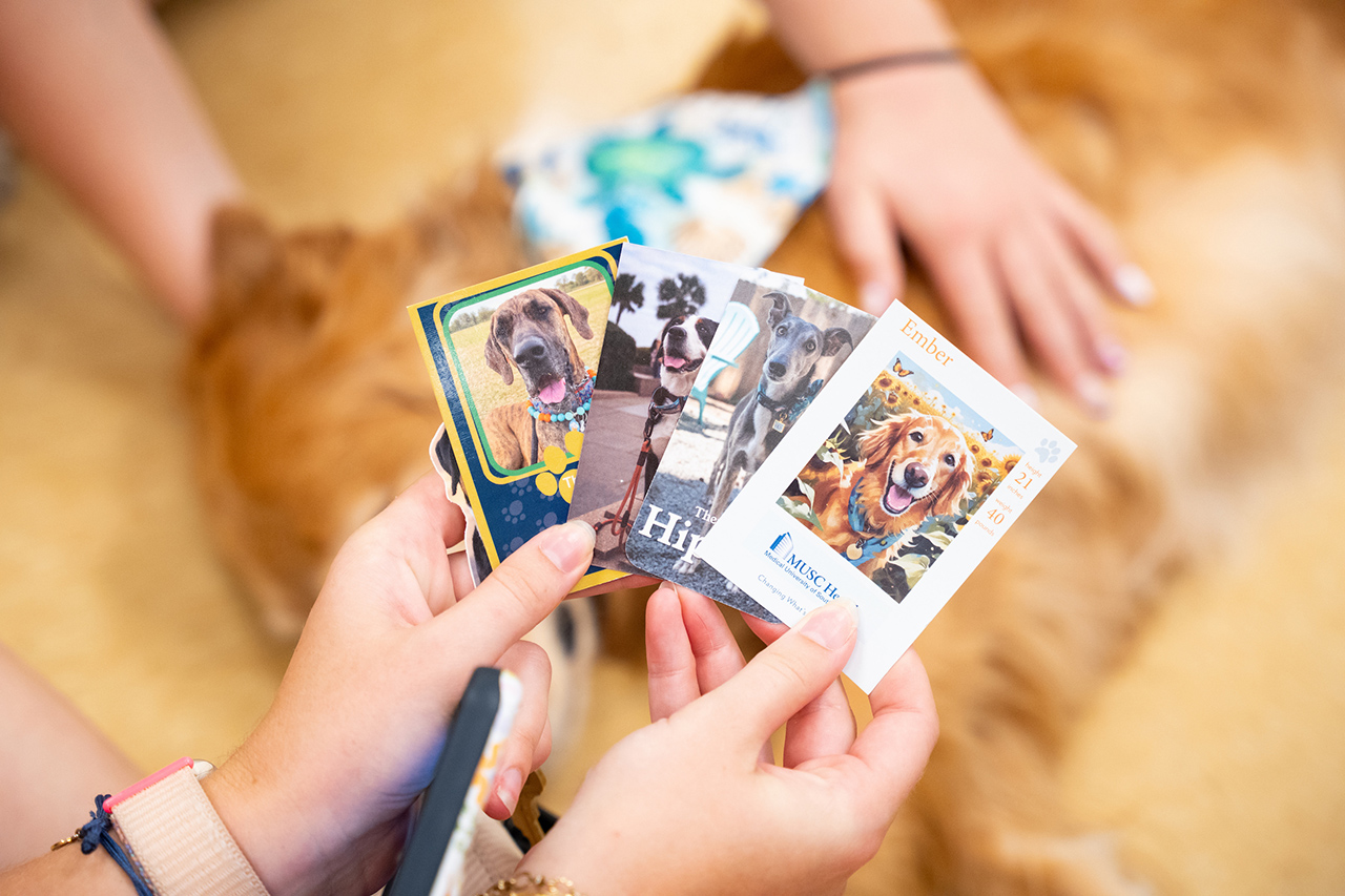 Two hands hold a stack of colorful dog-themed cards in front of a large, fluffy golden dog lying on a soft surface.