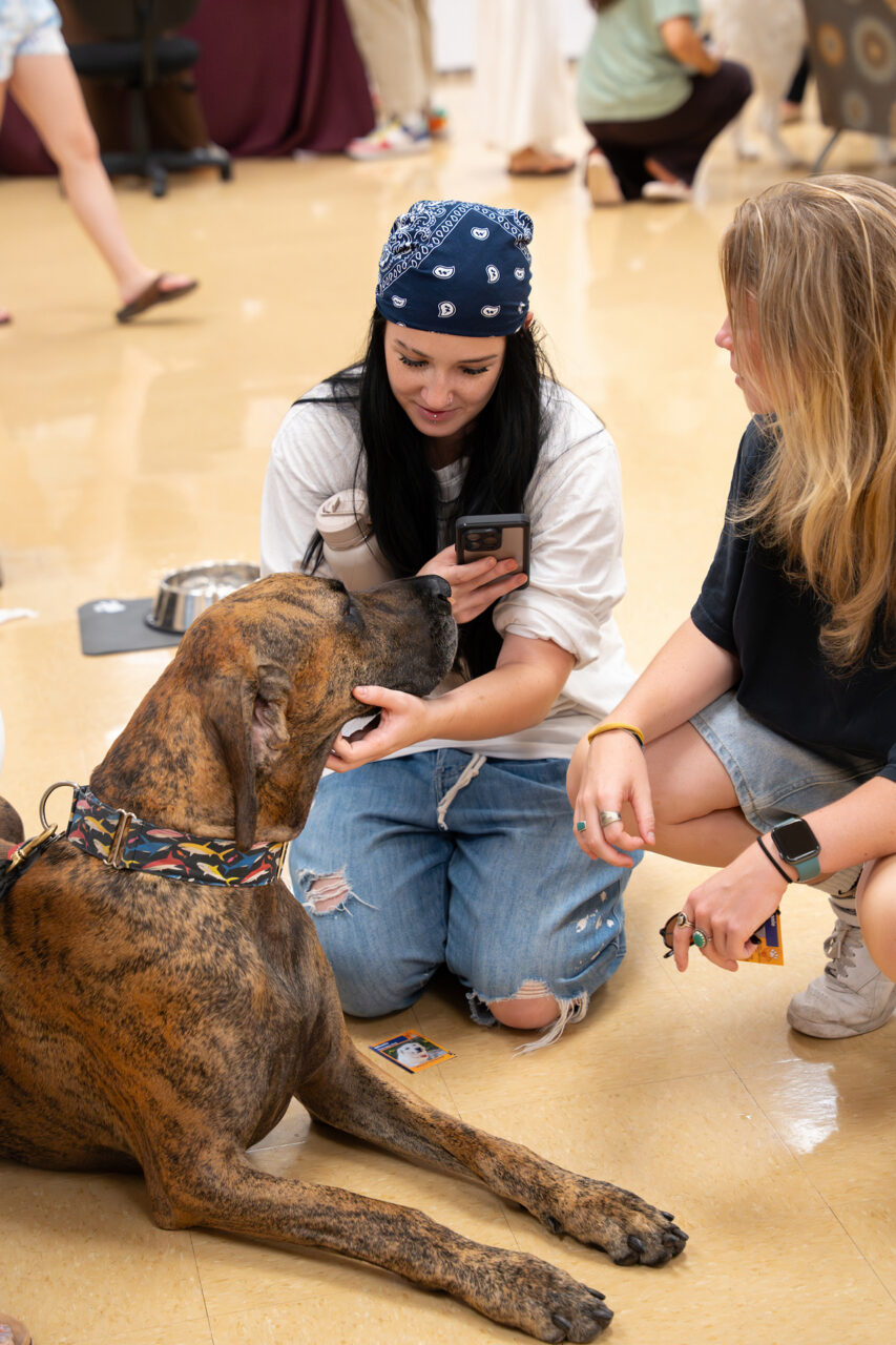 Two people interact with a large brindle dog on a polished floor, one holding a phone and the other offering a treat.