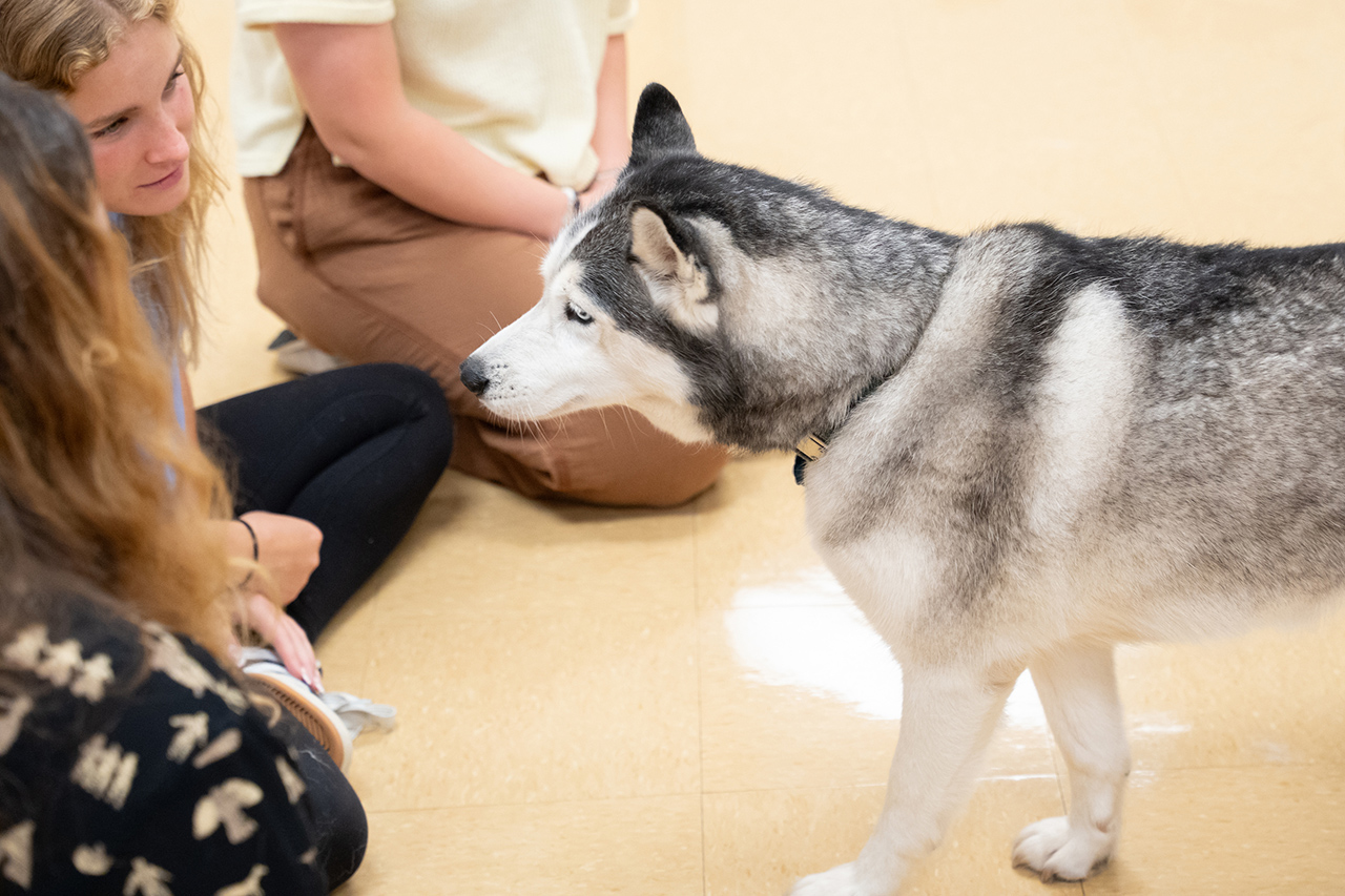 A large gray and white husky stands attentively as two individuals sit on the floor, observing it closely.