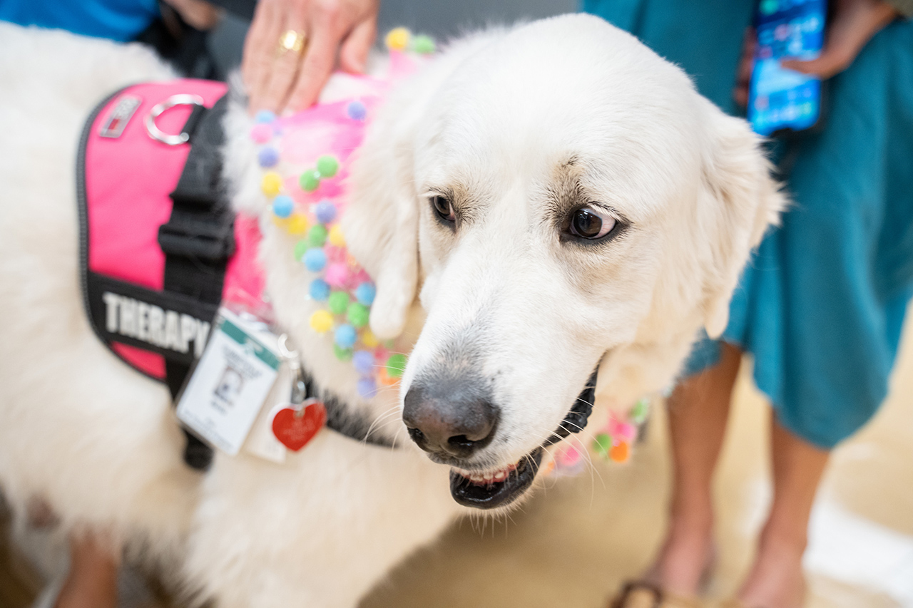 A white therapy dog wearing a pink vest adorned with colorful beads looks up with a gentle expression.