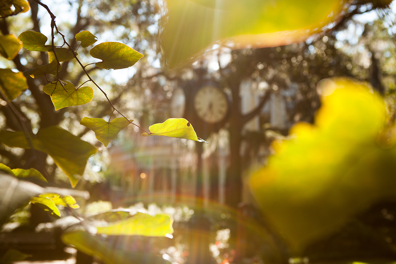 Sottile clock as seen through foliage